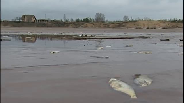 В Череповце и окрестностях замор рыбы будет продолжаться еще около месяца смотреть онлайн