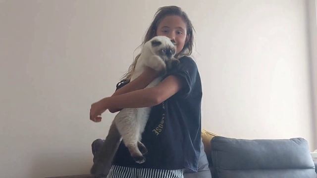 Драка Кошек!Kedi Kavgası.Кошки Играют или Дерутся.Анталия.Antalya. смотреть онлайн