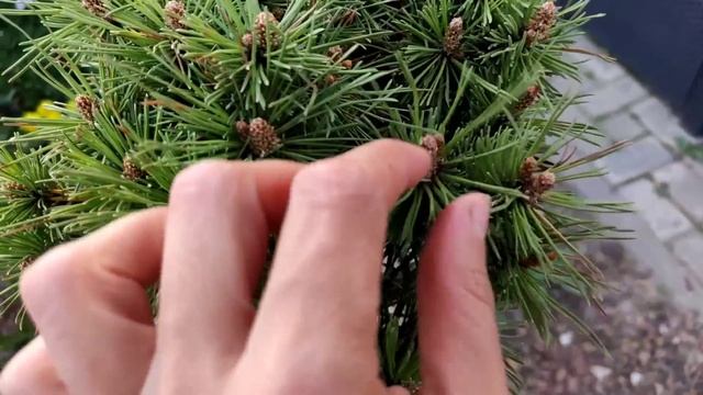 Неожиданные новинки. Новые хвойные в мой сад. Мои хосты. смотреть онлайн