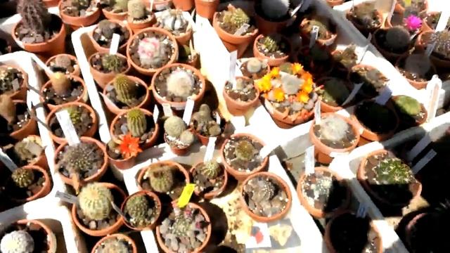 flowering Echinocereus Rigidissimus rubispinus L088, Echinopsis Rebutia, Mammillaria and other cact смотреть онлайн