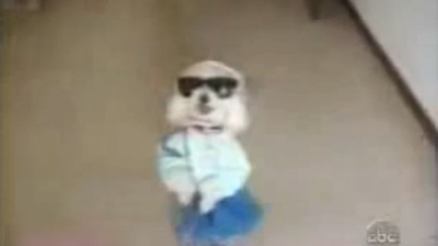 Самые забавные собачки смотреть онлайн