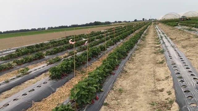 Как получить отличные вкусовые характеристики ягоды. смотреть онлайн