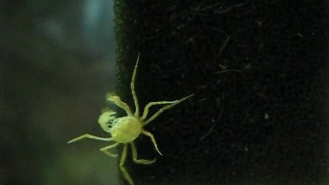 Карликовый краб паук. Limnopilos naiyanetri смотреть онлайн