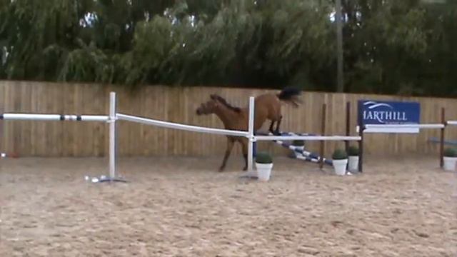 2013 Ramiro B x Fines x Golfi Gelding 2 смотреть онлайн