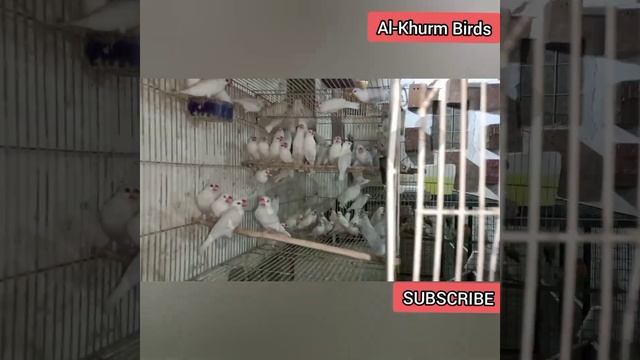 MashaAllah Al-Khurm Birds Farmhouse selected white java stock re-pairing for season 2021-2022 смотреть онлайн