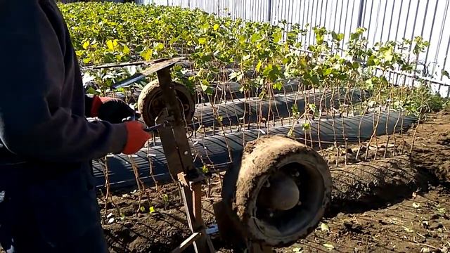 @Виноград 2018. Саженцы А. Гергеля готовы