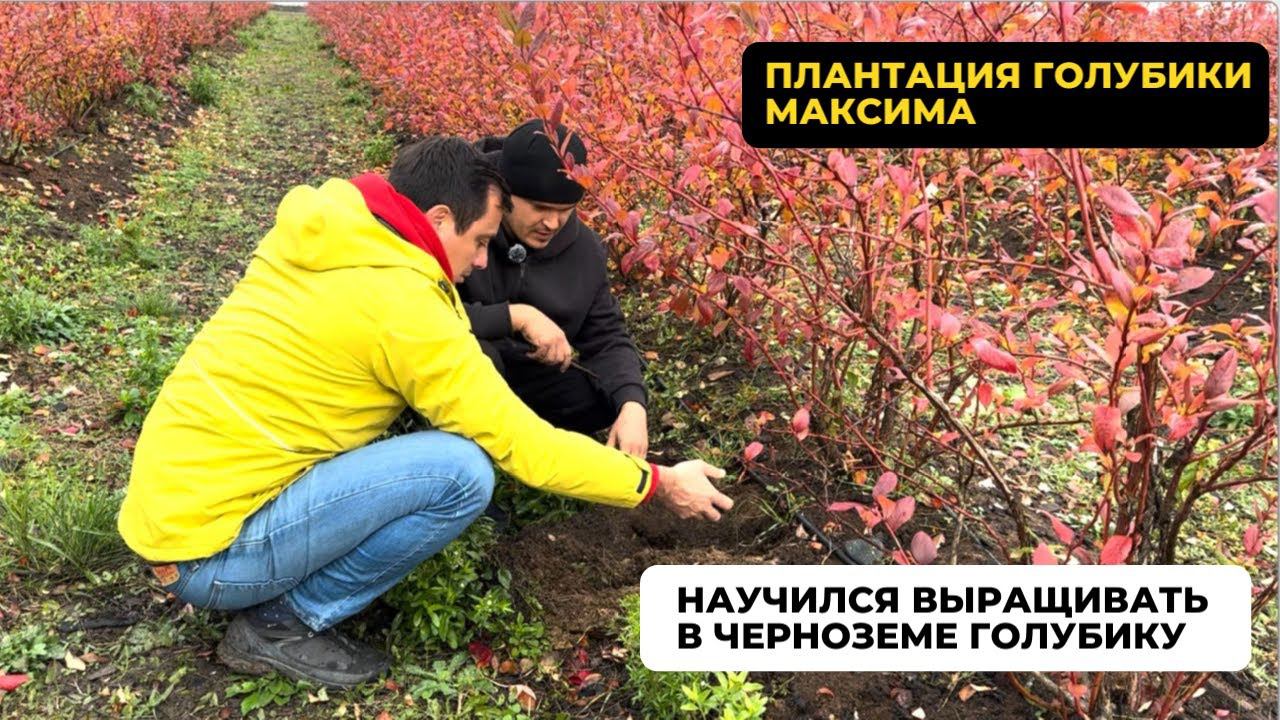 Голубика в чернозёме! Растёт и еще как! В гостях у Максима на плантации голубики! Часть 1. смотреть онлайн