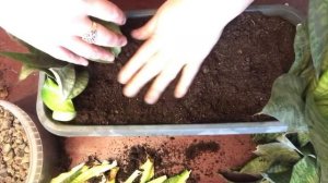 330.Сансевиерия Ханни . Загнили корни. Срочная реанимация и пересадка.