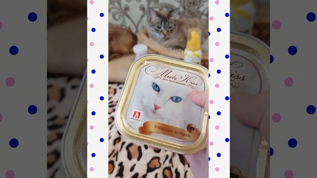 #Подарки на 8 марта + лакомства на День котиков#подарки#День котиков#пухлый котик#котик блогер смотреть онлайн