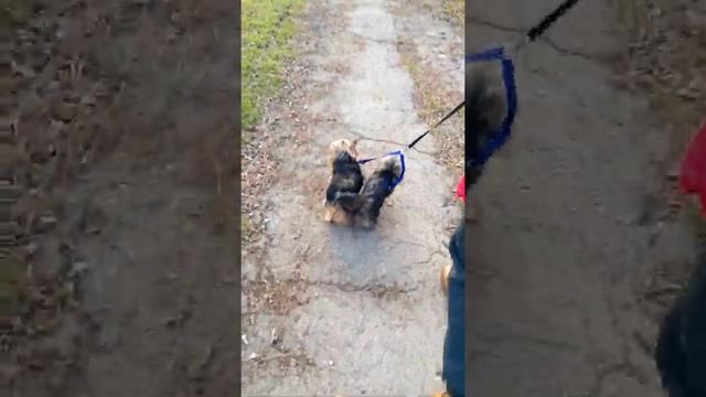 Поводок-сворка. Поводок для двух собак смотреть онлайн