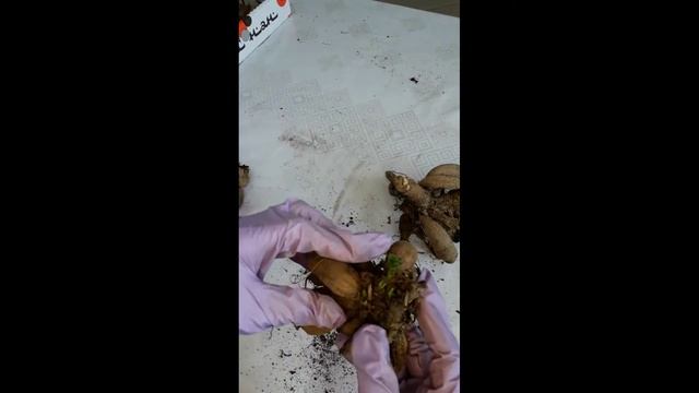 Как посадить георгины смотреть онлайн