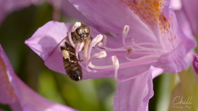 Beautiful Relaxing Piano Music 🌿 The Best Sleep Music for Stress Relief 🌿 Calm Music, Study Music смотреть онлайн