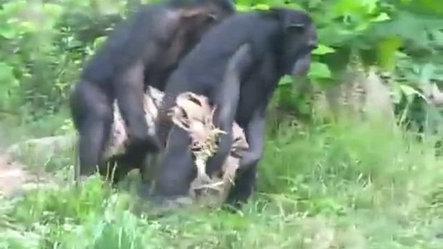 Смешные синхронные обезьяны смотреть онлайн