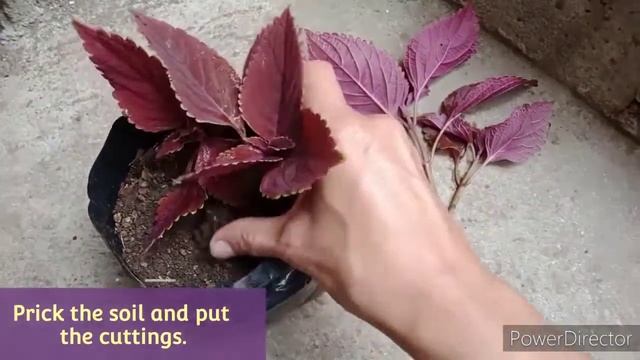 How to Propagate Coleus Blumei (Mayana) смотреть онлайн