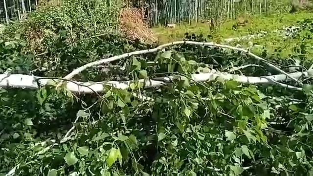 Змея в лесу.