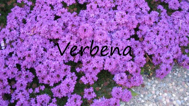 How to Pronounce Verbena? смотреть онлайн