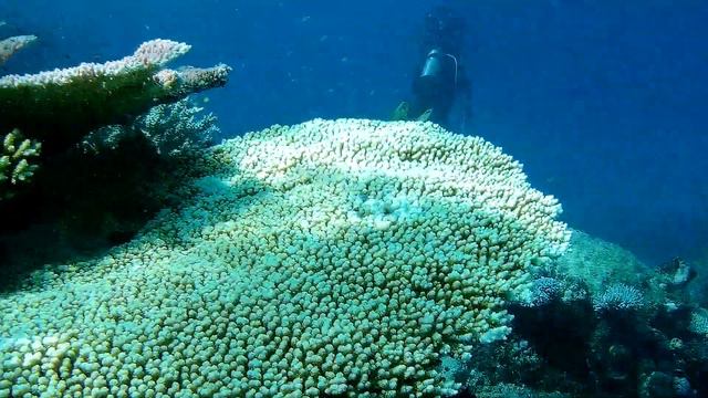 Great Barrier Reef off Magnetic Island смотреть онлайн