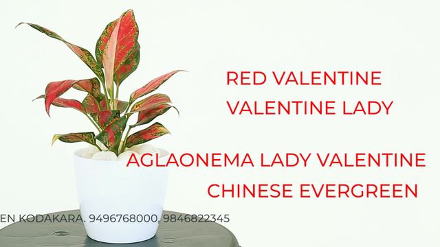 AGLAONEMA RED VALENTINE