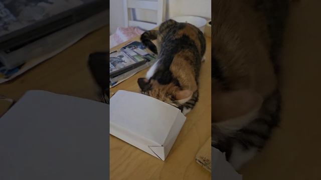 Коробочка всегда моя и не важно какого она размера🐈 смотреть онлайн