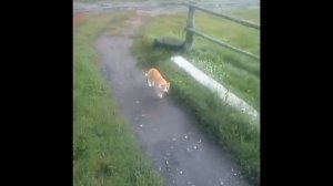 Куда попадают животные после смерти