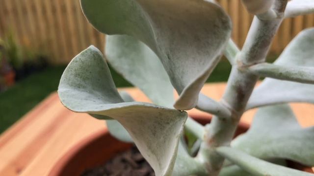 Cotyledon Orbiculata (Silver) - HD Succulent Video (4K) смотреть онлайн