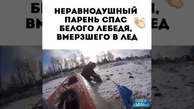Спас лебедя смотреть онлайн