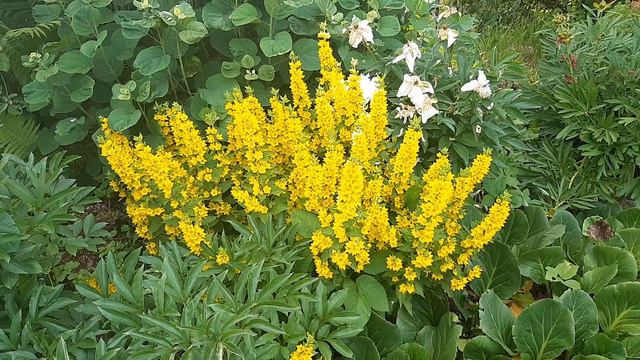 красавчик в клумбе смотреть онлайн