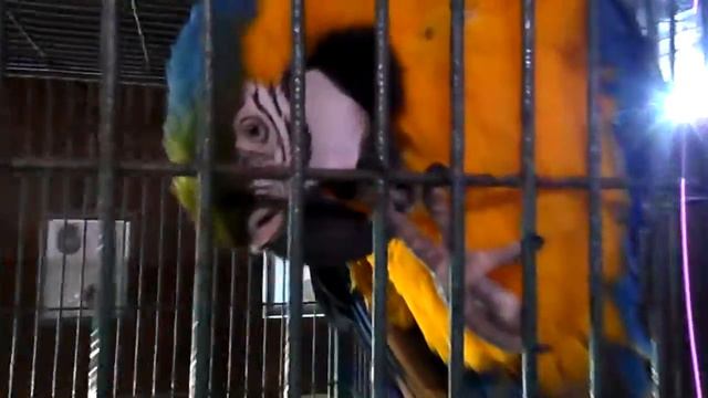 Зоопарк в Анапе смотреть онлайн