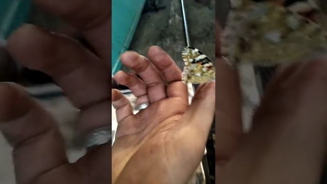 30 января 2020 г. Как Метра, бабочку приручил:D смотреть онлайн