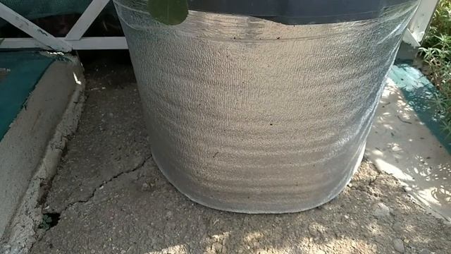 Vlog-7 Кустодержатель для - РОЗЫ - в кашпо, когда на клумбе места нет ??☝️ смотреть онлайн