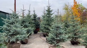 Ель голубая Глаука в Егорьевском питомнике Никитенко Александра