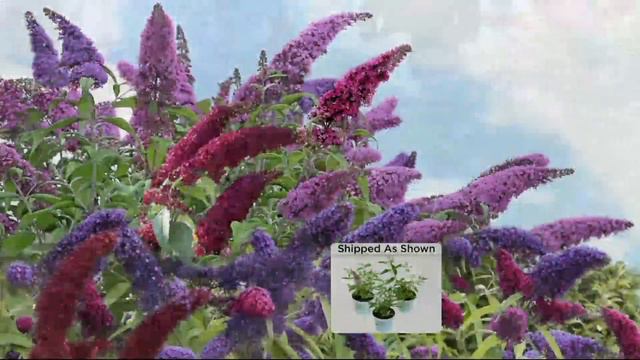 Cottage Farms Dazzling Design 3-piece Tricolor Butterfly Bush On QVC