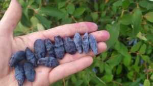 Жимолость Бакчарская обзор созревших сортов