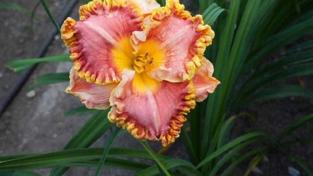 Лилейник BUDDY HUDSON 02.07.2015 смотреть онлайн