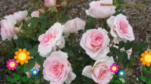 Роза кустовая Морден Блаш. Краткий обзор, описание характеристик, где купить саженцы Morden Blush