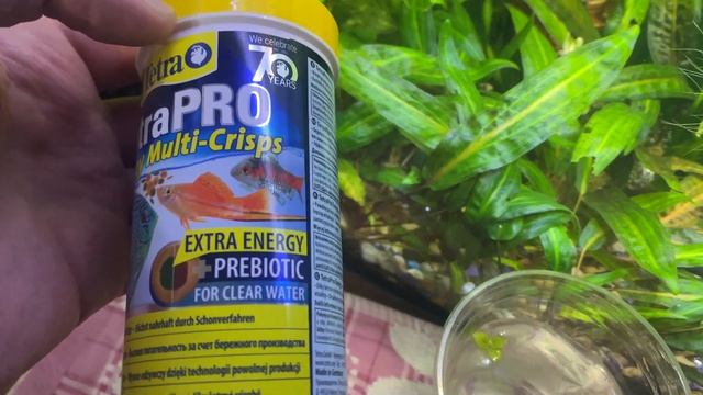 Нерест гуппи, КАК ПОНЯТЬ КОГДА ОТСАЖИВАТЬ РЫБУ НА НЕРЕСТ?? смотреть онлайн