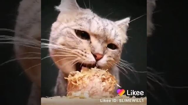 День рождения у кота смотреть онлайн