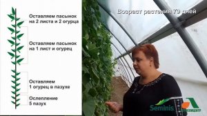 Крупнобугорчатый Огурец Мадрилене F1