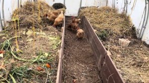 Куры мои любимые домашние животные . Выгодны ли куры на даче