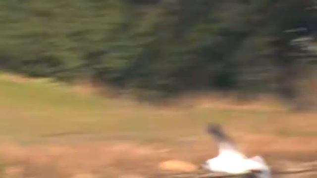 British Birds Flying Black Headed Gull Larus Ridibundus смотреть онлайн