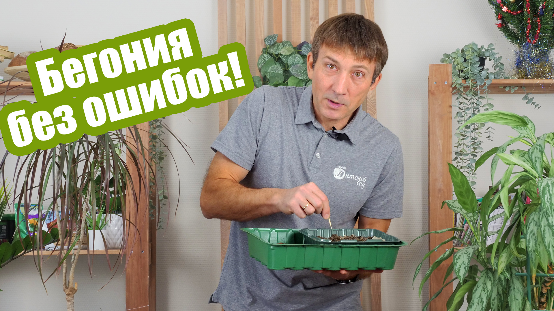 Бегония из семян: ошибки и особенности выращивания смотреть онлайн