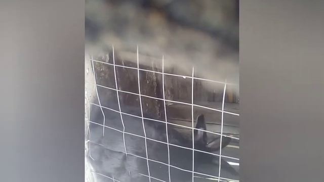 случка смотреть онлайн