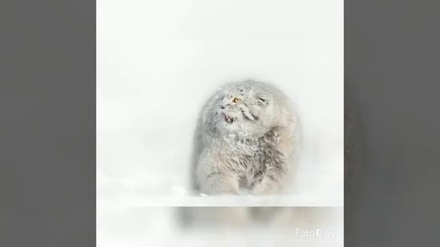 Pallas's Cat Manul. ? смотреть онлайн