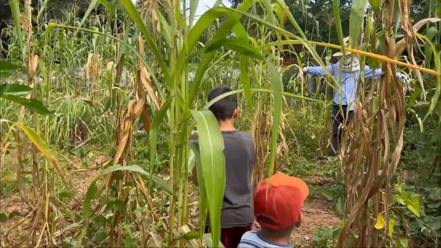 O ESPANTALHO APARECEU NO MILHARAL 😱 смотреть онлайн