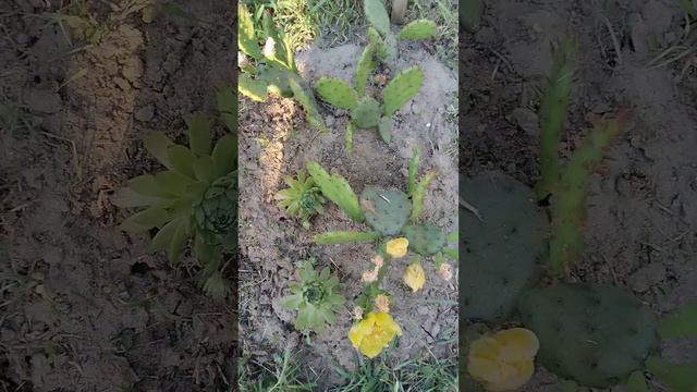 Кактусы цветут в открытом грунте смотреть онлайн