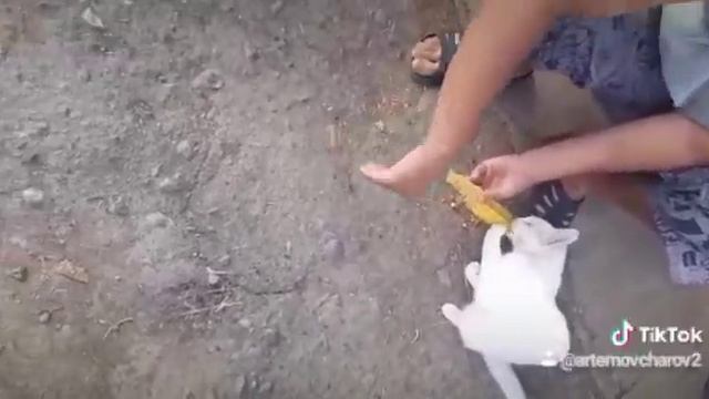 Кошки любят кушать кукурузу смотреть онлайн