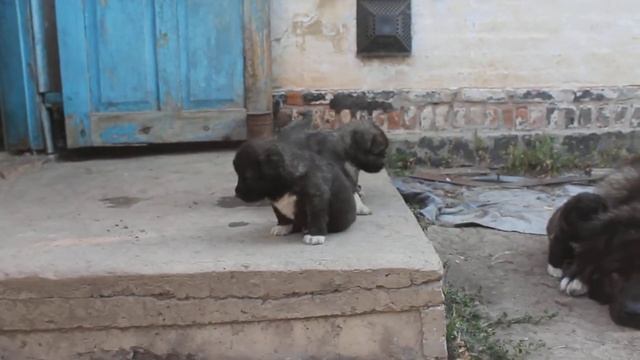 НАМ 1 МЕСЯЦ!Щенки кавказской овчарки. смотреть онлайн