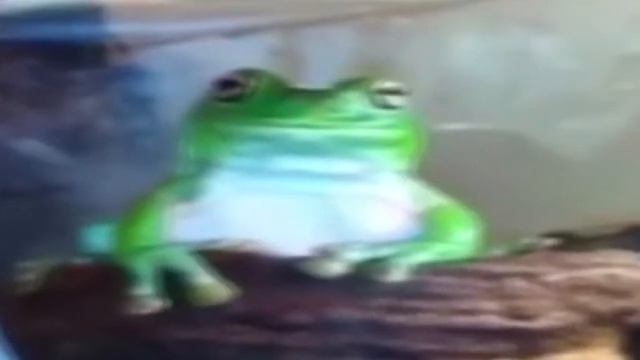 лягушка мем смотреть онлайн