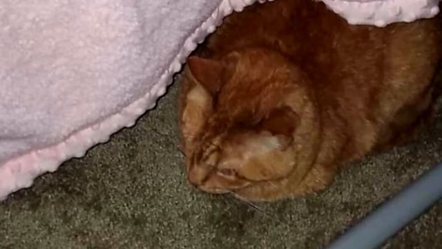 Хозяева были уверены, что их кот недолюбливает их дочь, пока не узнали, что тот делает по ночам смотреть онлайн