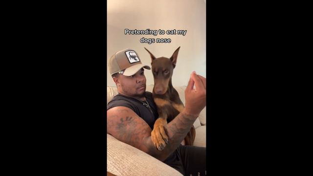 🐶 Funny Doberman Of Internet  Knox The Doberman #4 | Paw Party 🔥